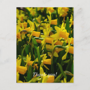 Daffodil Family Thank You Postcard