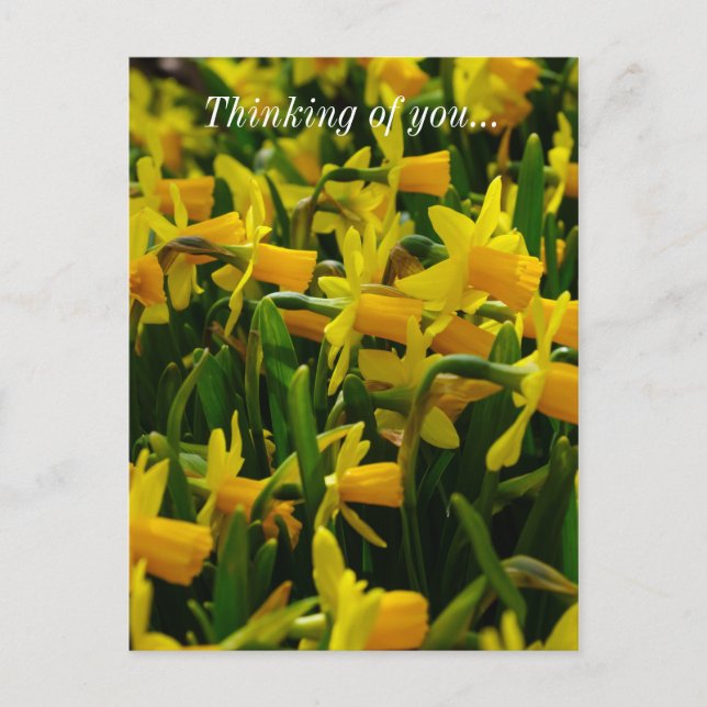 Daffodil Family Thinking Of You Postcard (Front)