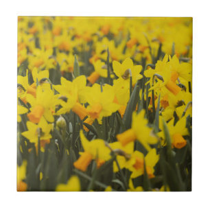Daffodil Field Ceramic Tile