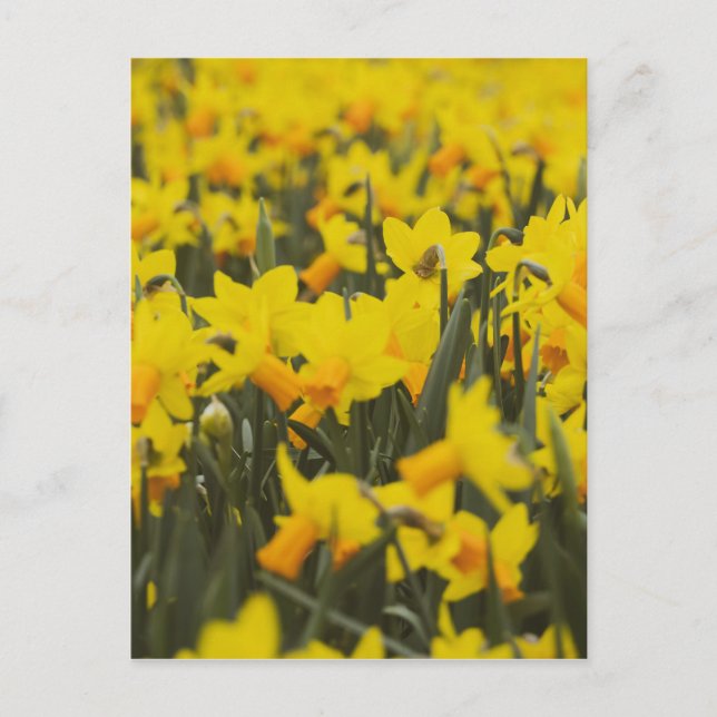 Daffodil Field Postcard (Front)