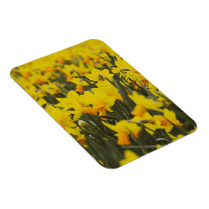 Daffodil Field Postcard Magnet