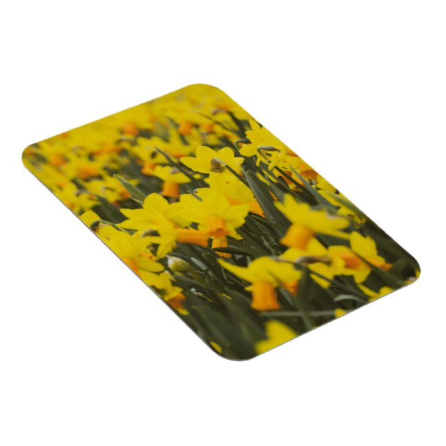 Daffodil Field Postcard Magnet (Right Side)