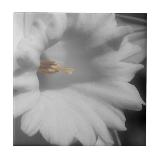 Daffodil Flower In Black And White Ceramic Tile (Front)