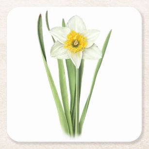 Daffodil Flower Square Paper Coaster