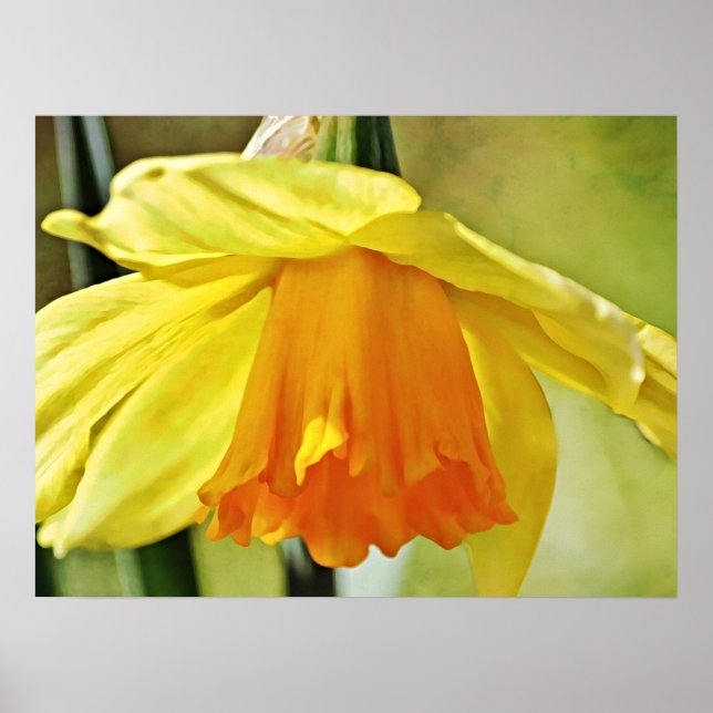 Daffodil Flower Yellow Photographic Art Print (Front)