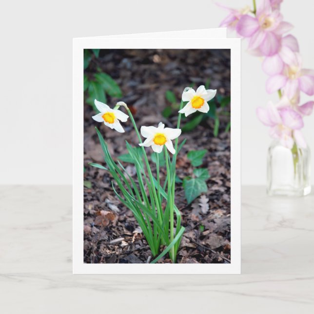 Daffodil Flowers Card (Orchid)