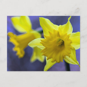 Daffodil flowers postcard