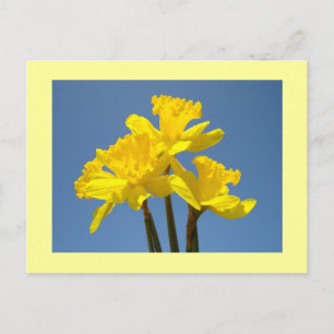 Daffodil Flowers postcards Spring Daffodils
