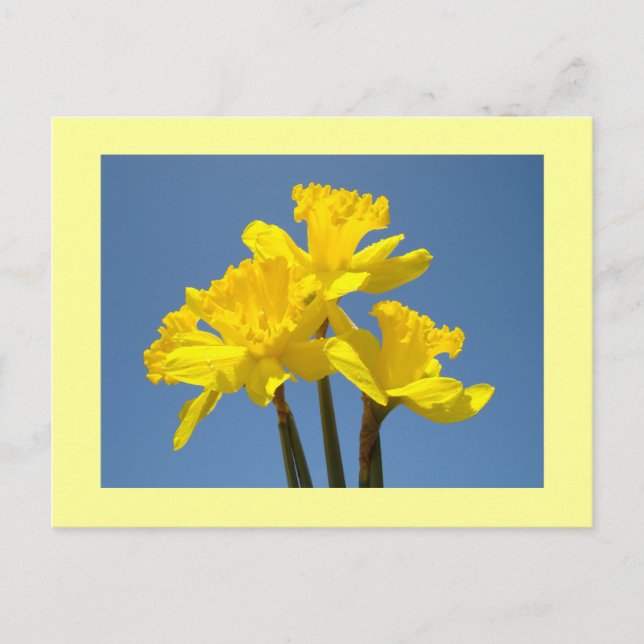 Daffodil Flowers postcards Spring Daffodils (Front)