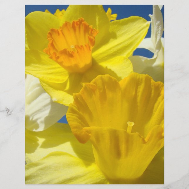 Daffodil Flowers Scrapbooking paper Scrapbook (Front)