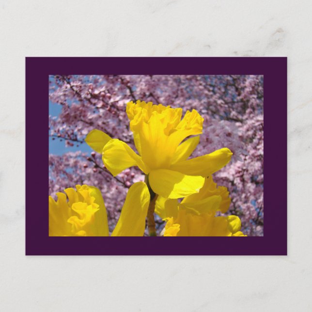 Daffodil Flowers Spring postcards Pink Blossoms (Front)