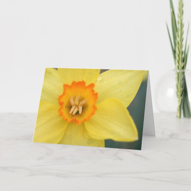 Daffodil Greeting Card (Front)