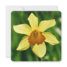 Daffodil Greetings Card