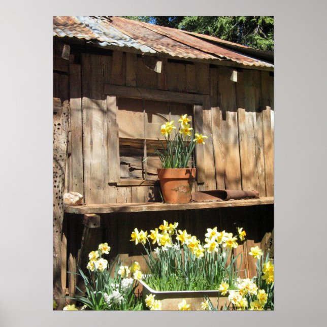 Daffodil Hill Barn Poster (Front)