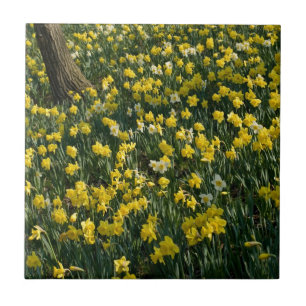 Daffodil Hill - Sunlit Yellow and White Flowers Tile