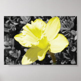 Daffodil In Bloom Poster
