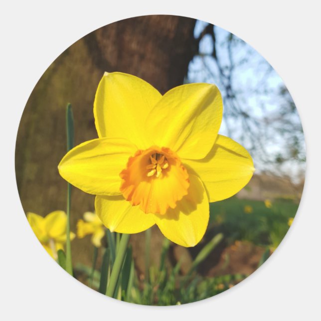 Daffodil in the Park Classic Round Sticker (Front)