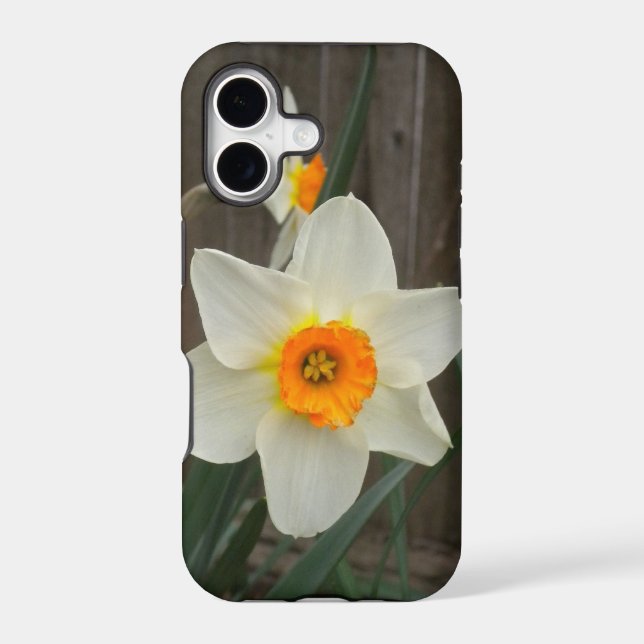 Daffodil iPhone 5 Case (Back)