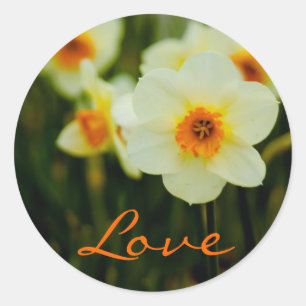 Daffodil • Love Sticker