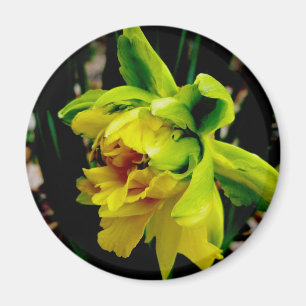 Daffodil Magnet