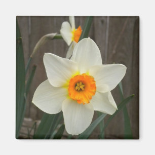 Daffodil magnet