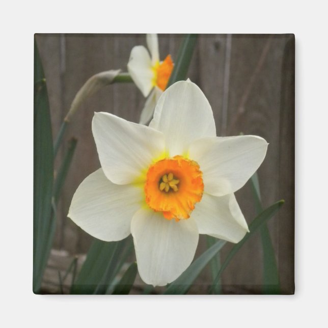 Daffodil magnet (Front)