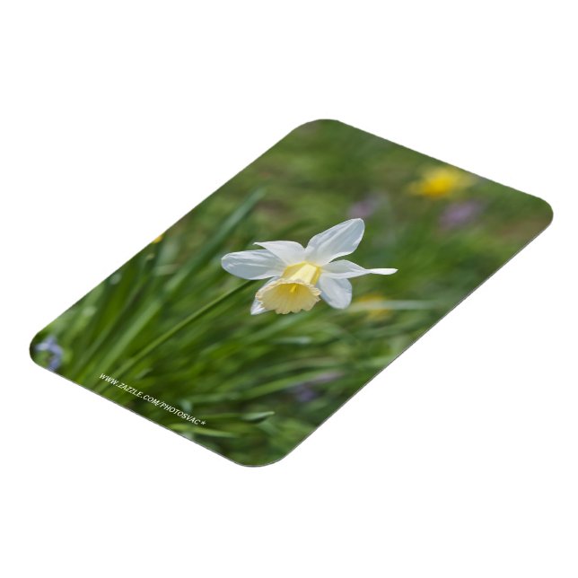 Daffodil Magnet (Left Side)