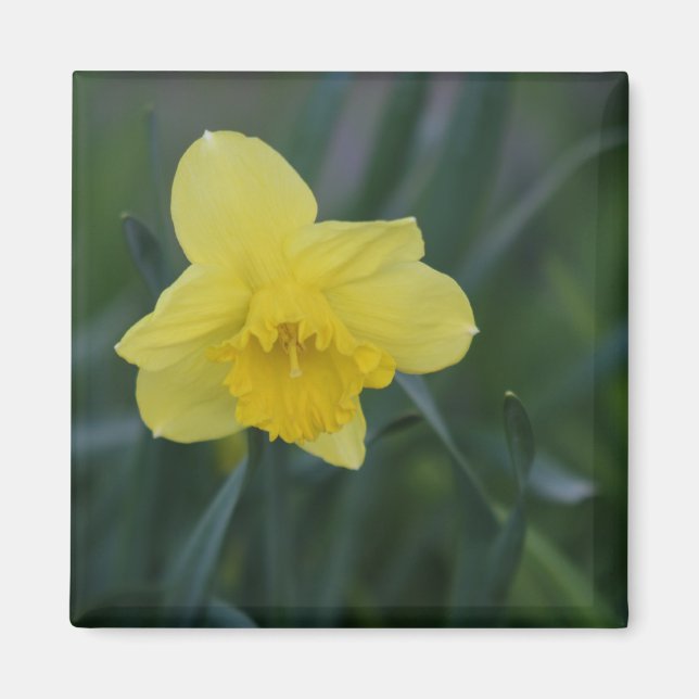 Daffodil Magnet (Front)