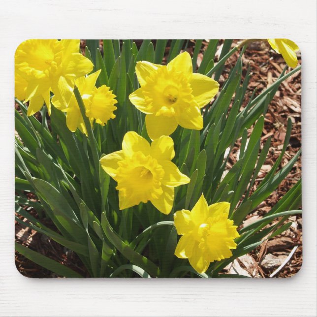 Daffodil Mousepad (Front)