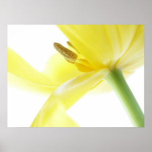 Daffodil / Narcissus Poster