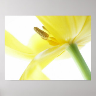 Daffodil / Narcissus Poster