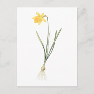 daffodil(Narcissus pseudo-narcissus) by Redouté Postcard