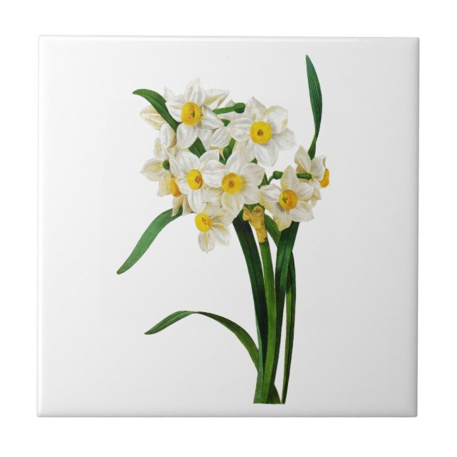 Daffodil or Narcissus By Pierre Joseph Redoute Tile (Front)