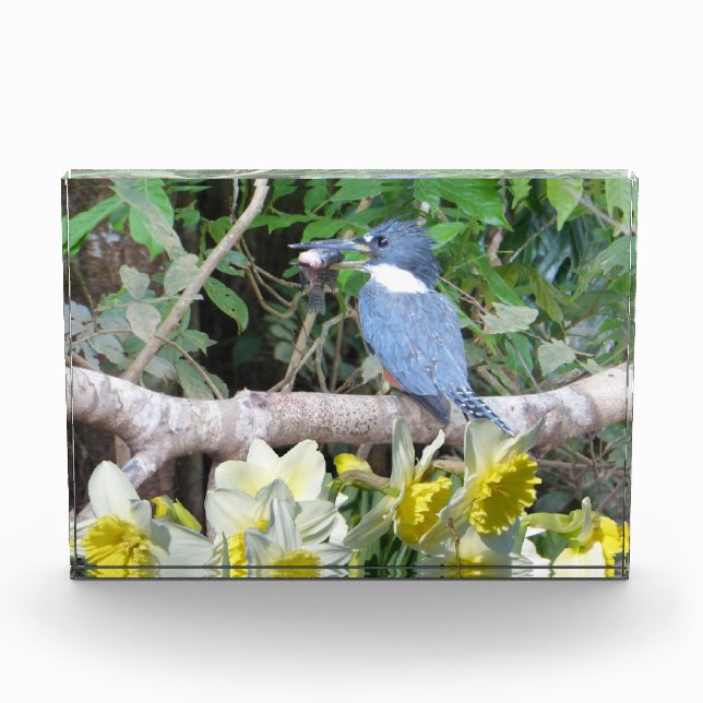 Daffodil Photo Block (Front)