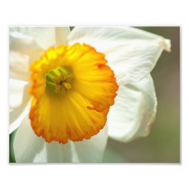 Daffodil Photo Print (Front)