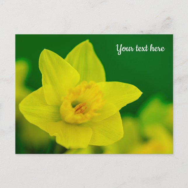 Daffodil Postcard (Front)