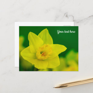Daffodil Postcard