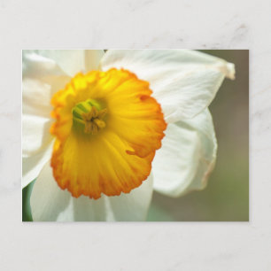 Daffodil Postcard