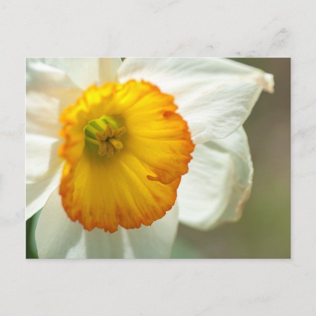 Daffodil Postcard (Front)