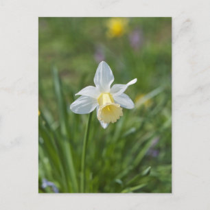Daffodil Postcard