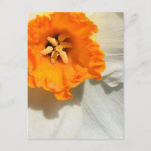 Daffodil Postcard