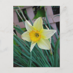 Daffodil postcard