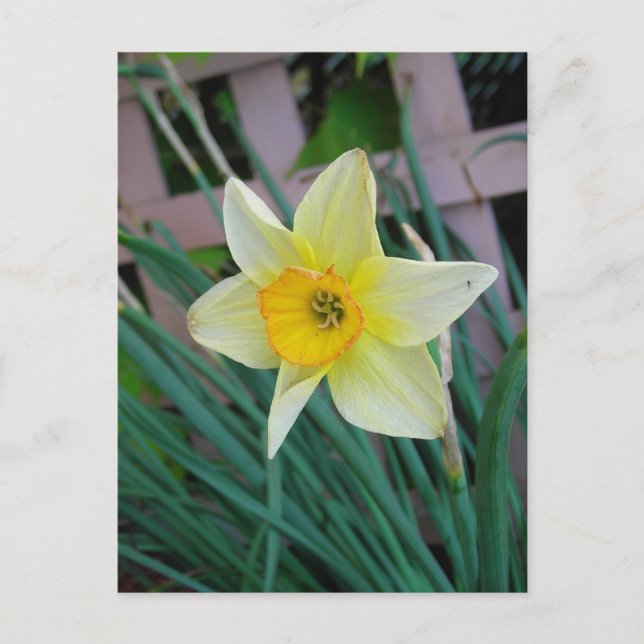 Daffodil postcard (Front)
