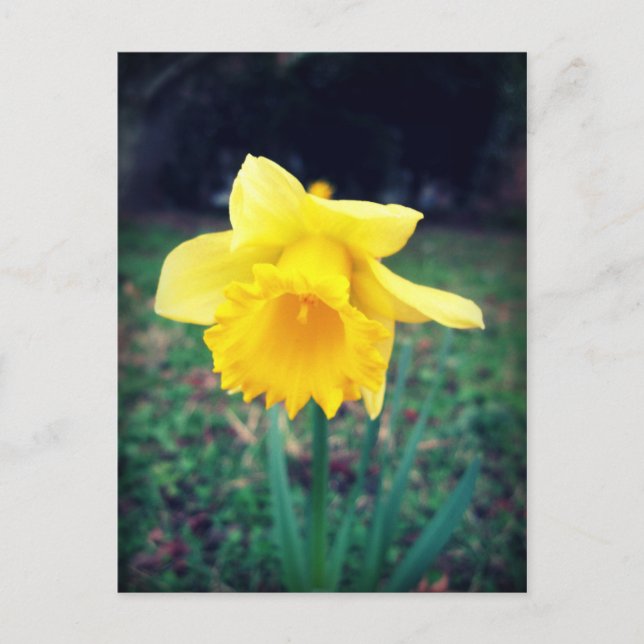 Daffodil Postcard (Front)