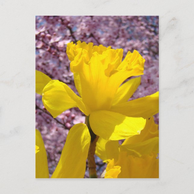Daffodil Postcard Spring Pink Blossom Flowers (Front)