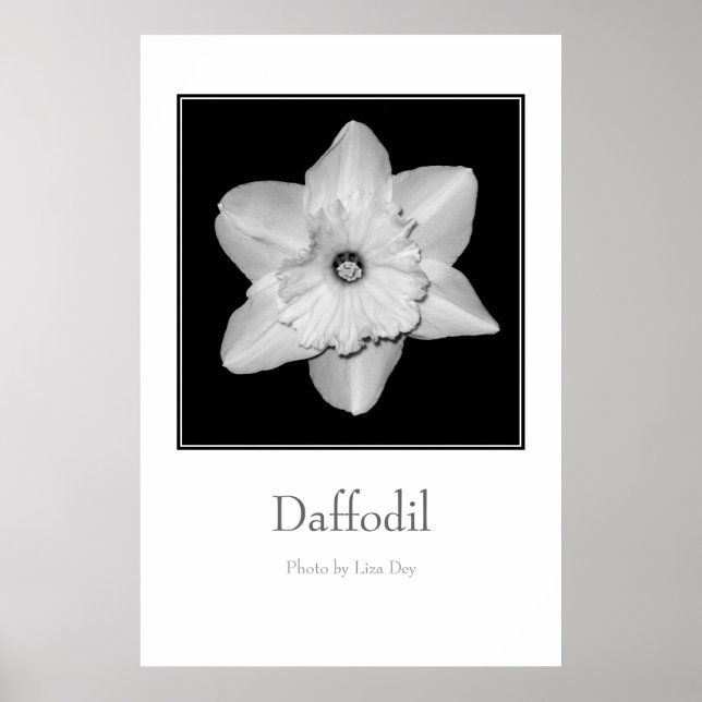 'Daffodil' Poster (Front)