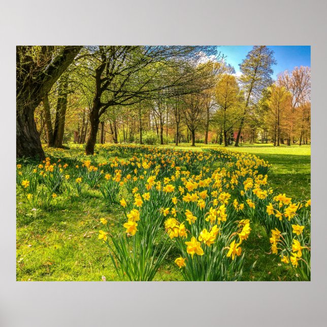 DAFFODIL  POSTER (Front)