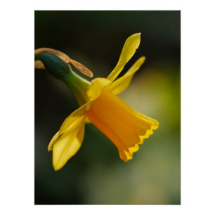 Daffodil Poster