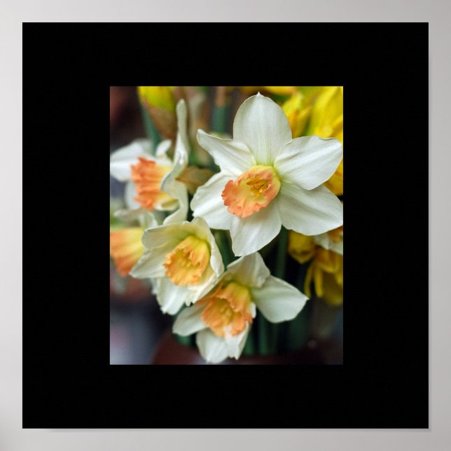 Daffodil Poster (Front)