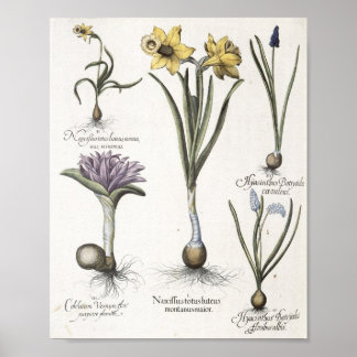 Daffodil Poster